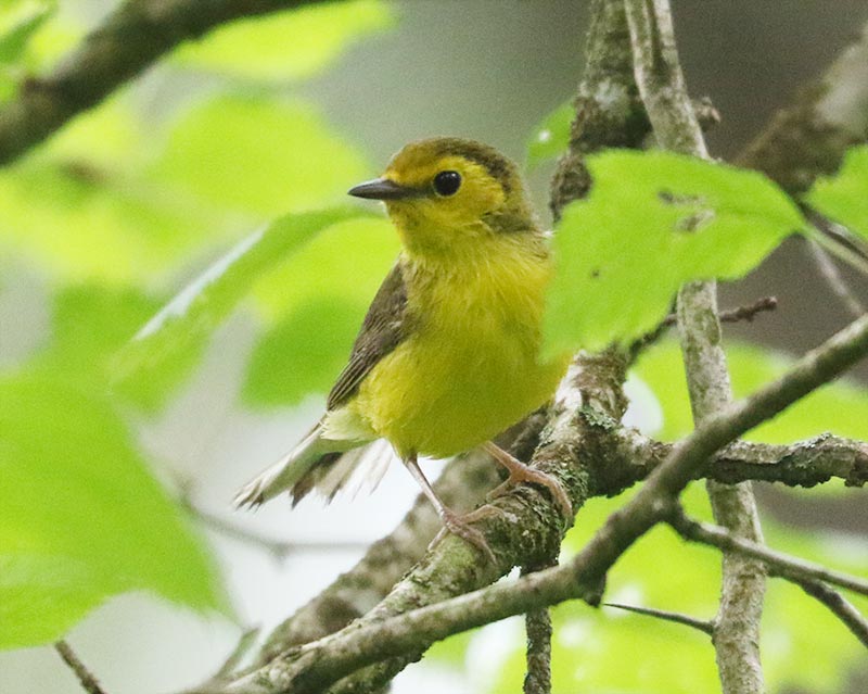 Mystery bird to be identified