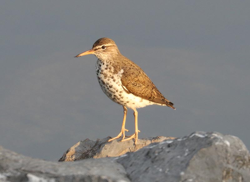 Mystery bird to be identified
