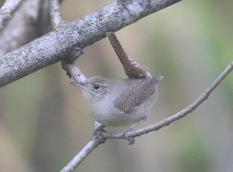 Mystery bird to be identified