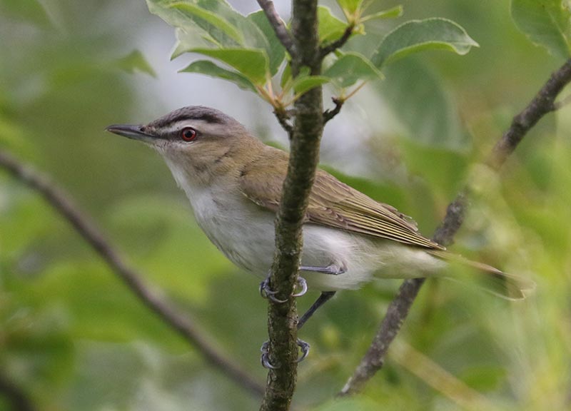 Mystery bird to be identified