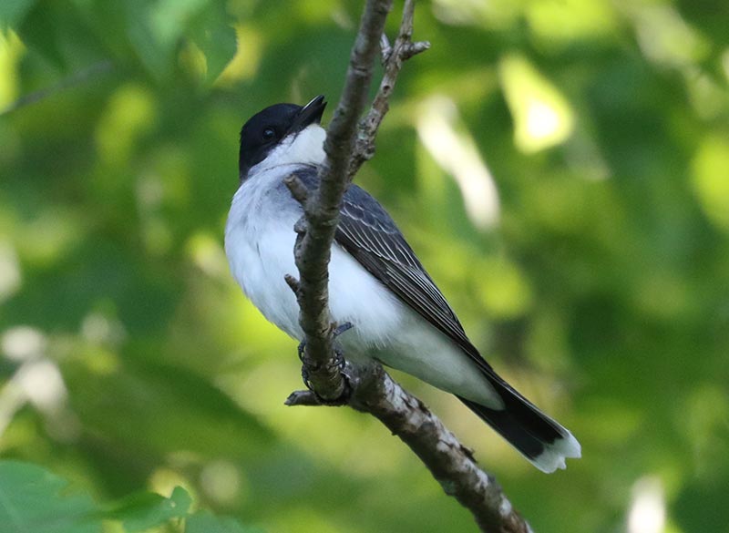 Mystery bird to be identified
