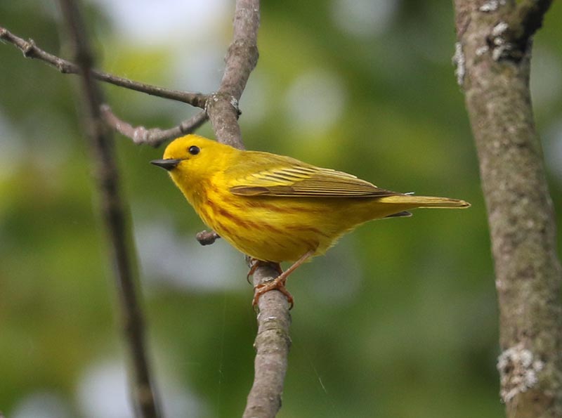 Mystery bird to be identified