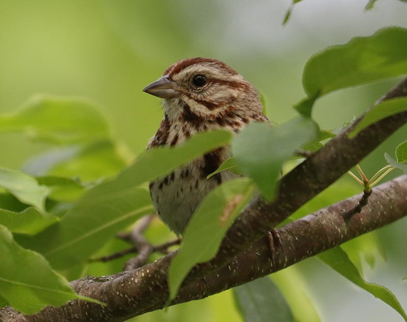 Mystery bird to be identified