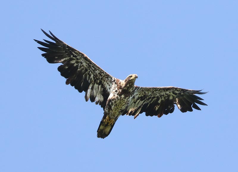 Mystery bird to be identified