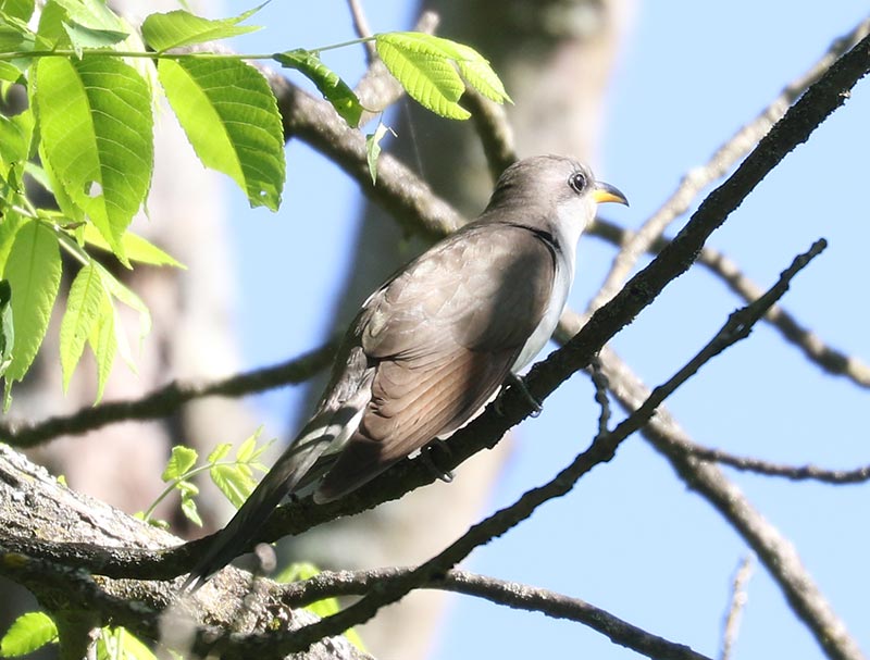 Mystery bird to be identified
