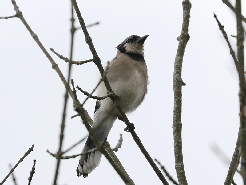 Mystery bird to be identified