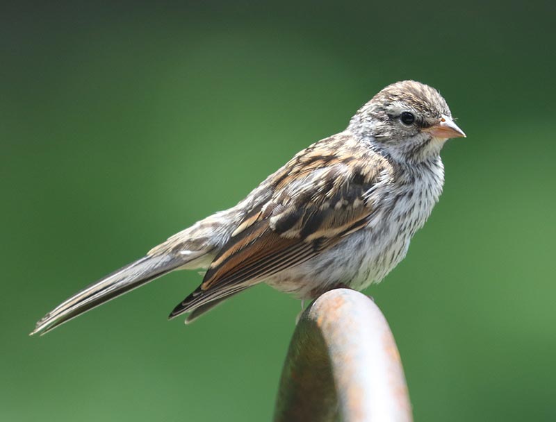 Mystery bird to be identified