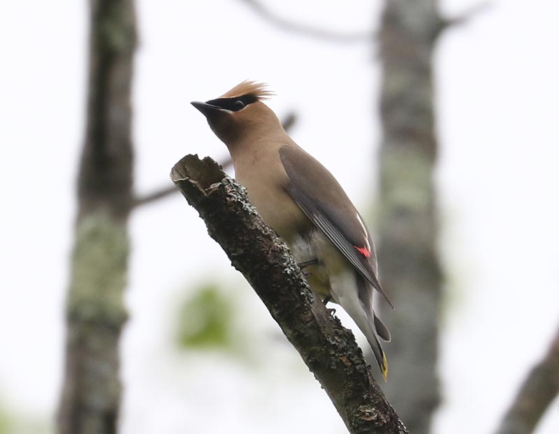 Mystery bird to be identified
