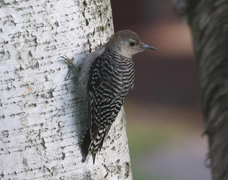 Mystery bird to be identified