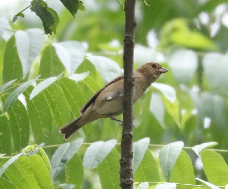 Mystery bird to be identified