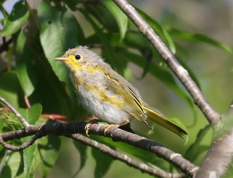 Mystery bird to be identified