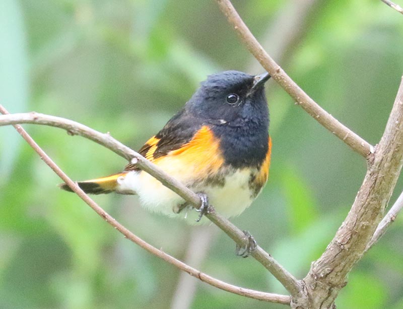 Mystery bird to be identified