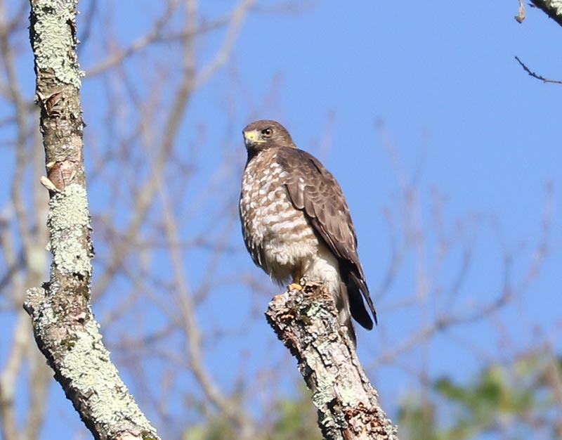 Mystery bird to be identified