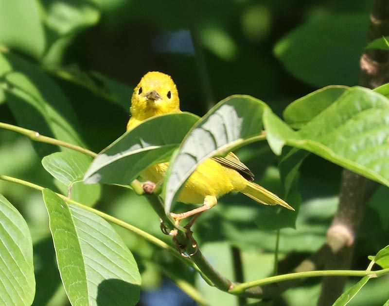Mystery bird to be identified
