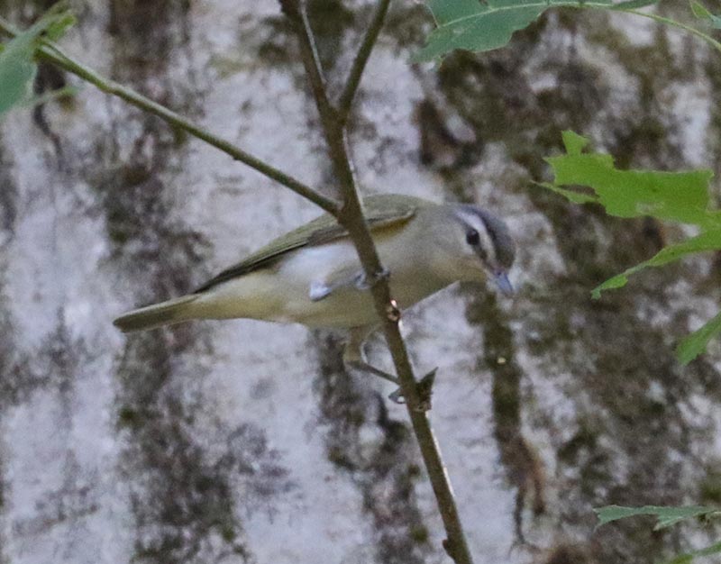 Mystery bird to be identified