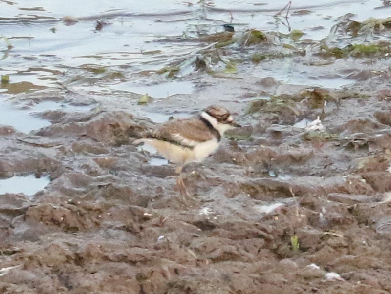 Mystery bird to be identified