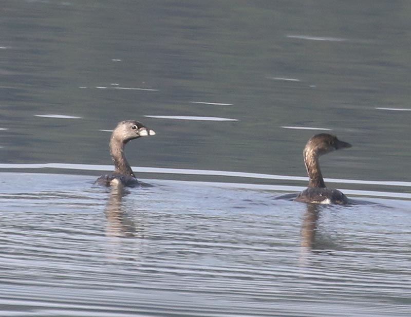 Mystery birds to be identified