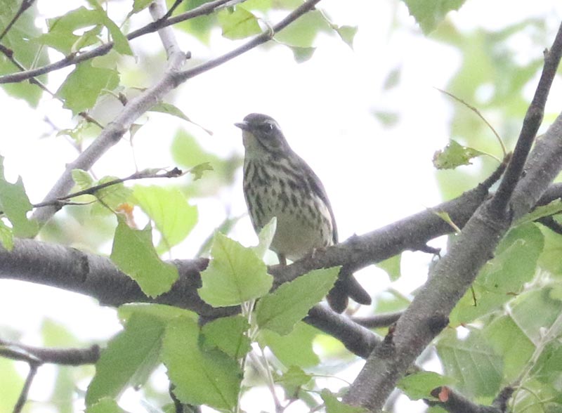 Mystery bird to be identified