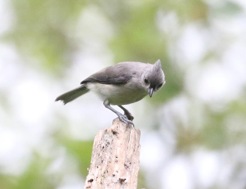 Mystery bird to be identified