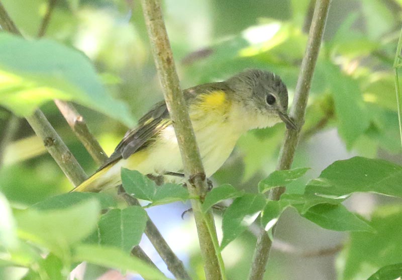 Mystery bird to be identified