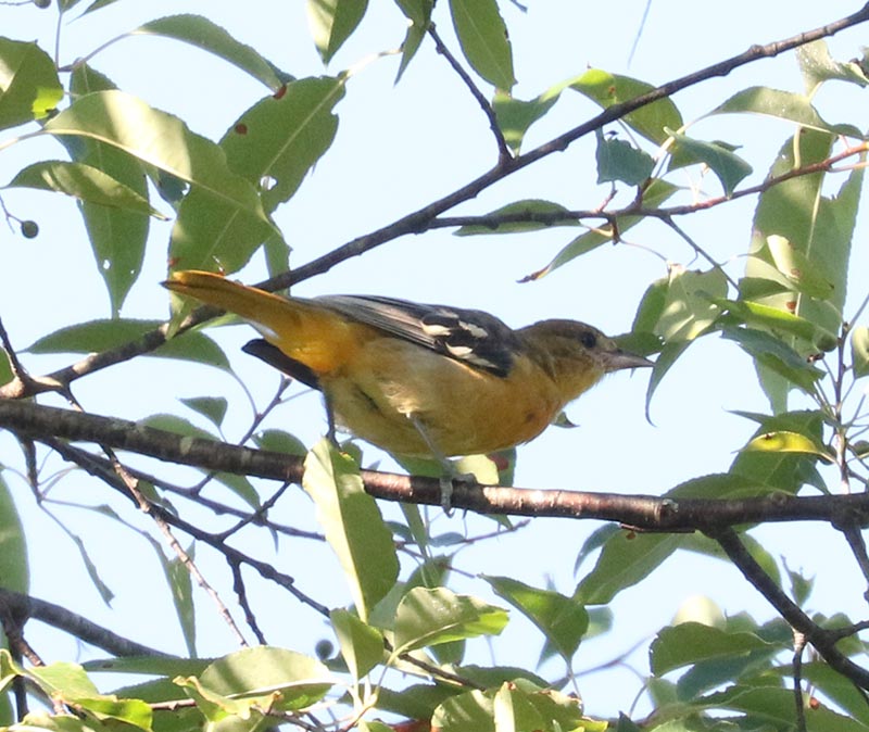 Mystery bird to be identified