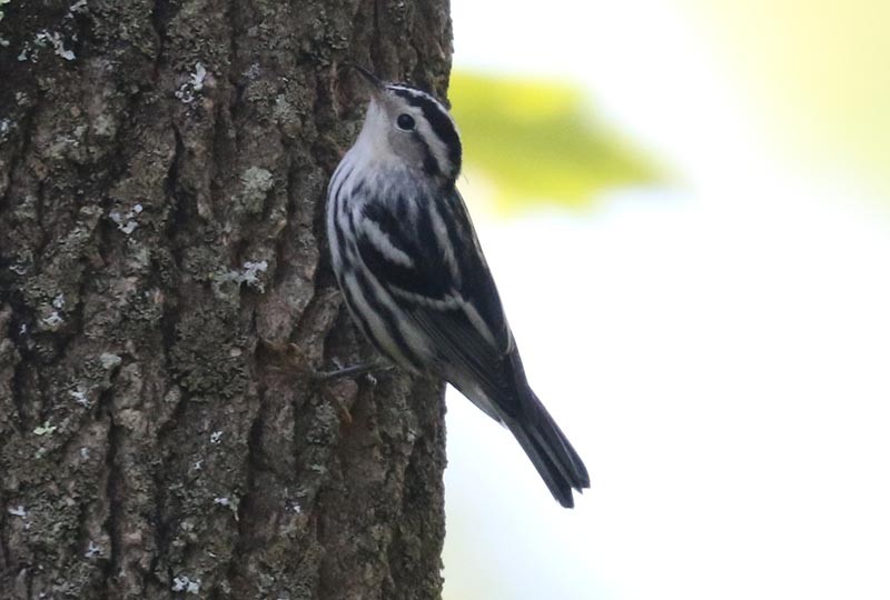 Mystery bird to be identified