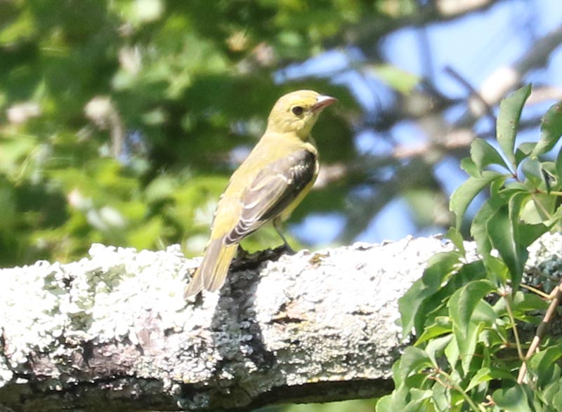Mystery bird to be identified