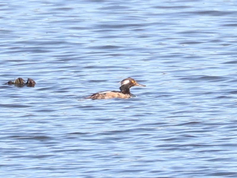 Mystery bird to be identified