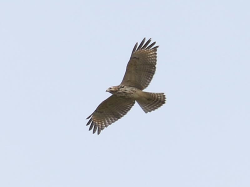 Mystery bird to be identified