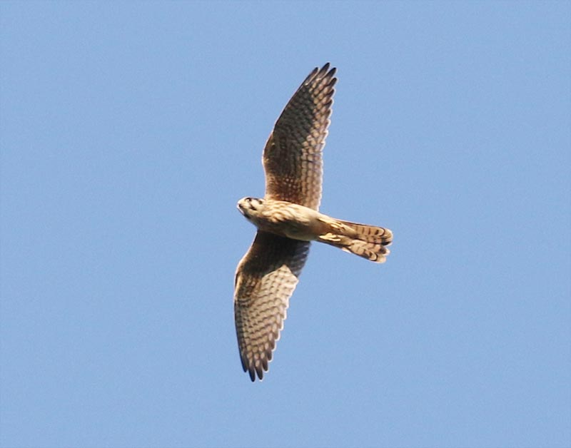 Mystery bird to be identified
