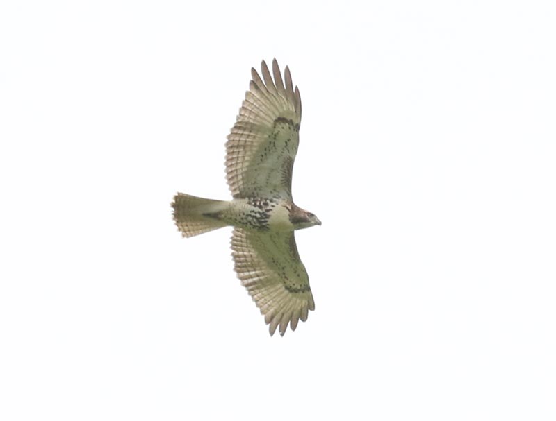 Mystery bird to be identified