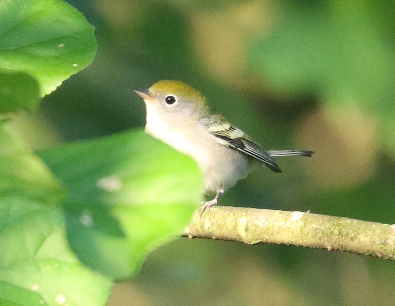 Mystery bird to be identified
