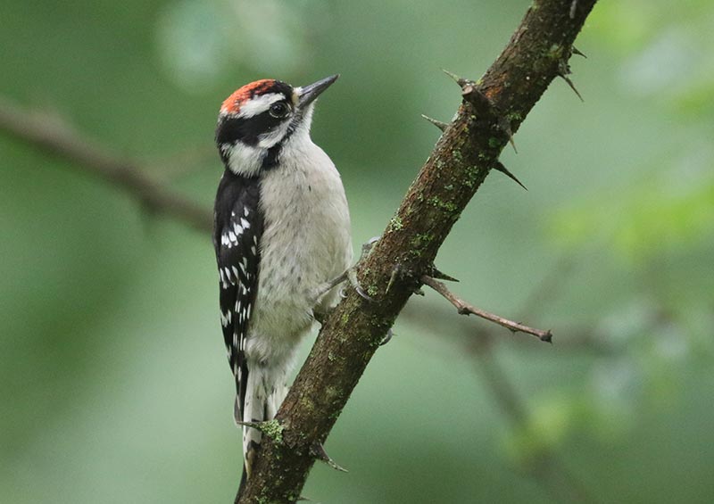 Mystery bird to be identified