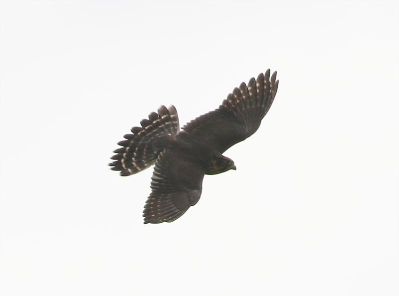 Mystery bird to be identified