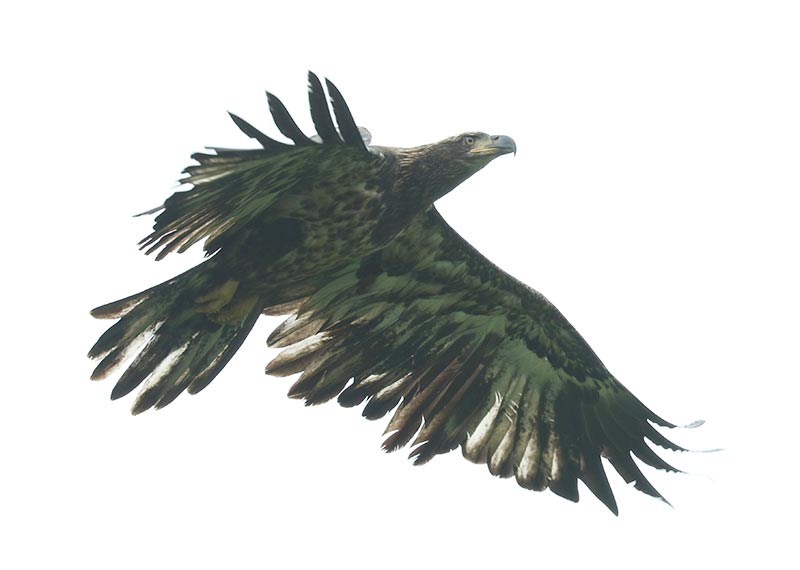 Mystery bird to be identified