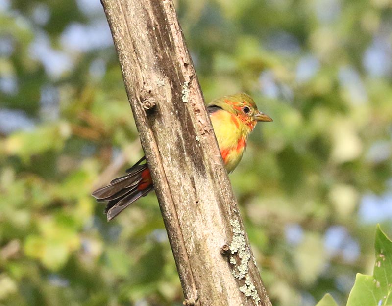 Mystery bird to be identified