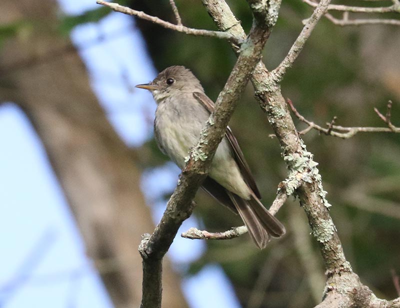 Mystery bird to be identified