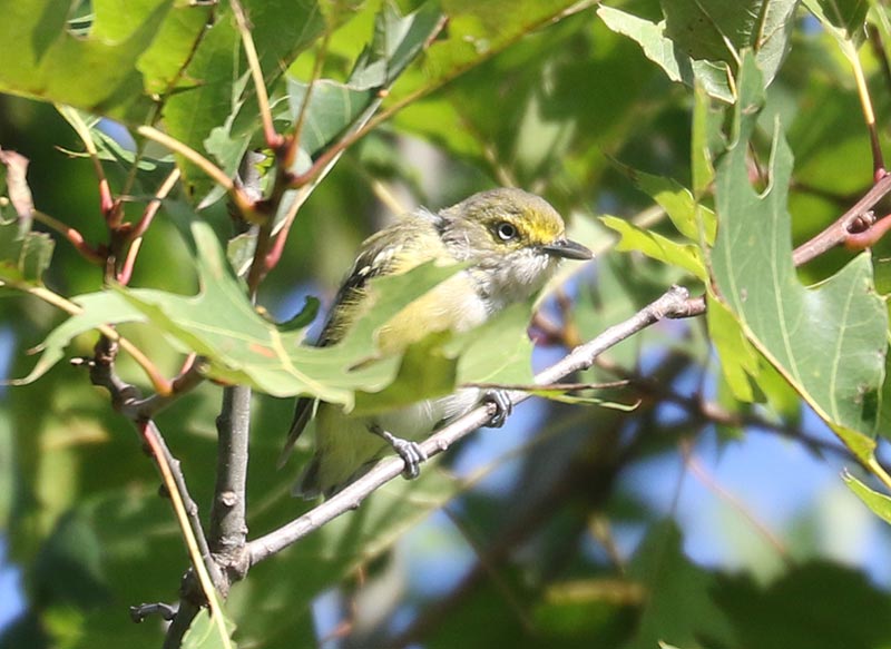 Mystery bird to be identified