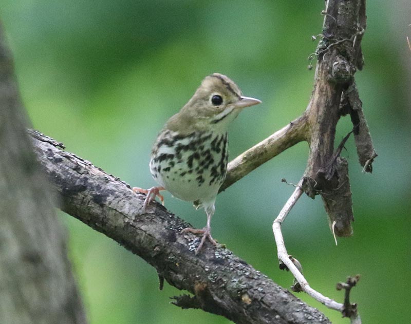 Mystery bird to be identified