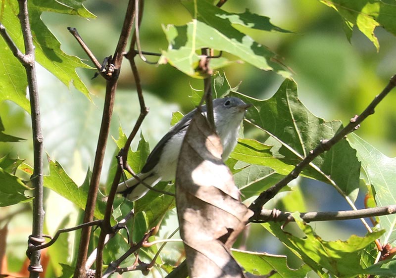Mystery bird to be identified