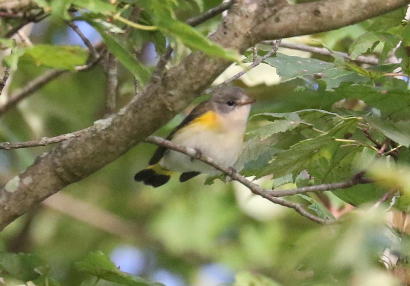 Mystery bird to be identified