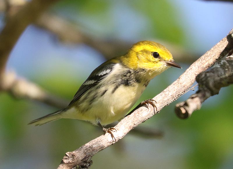 Mystery bird to be identified