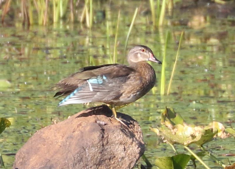 Mystery bird to be identified