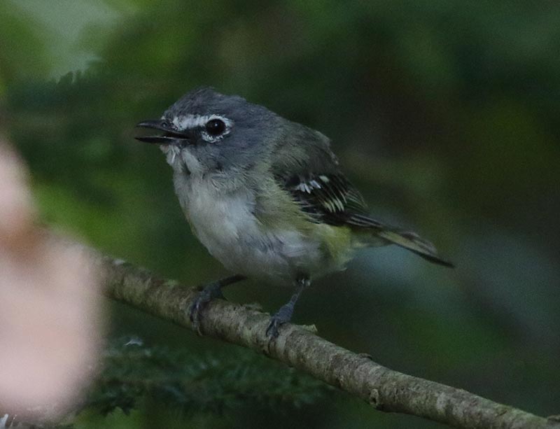 Mystery bird to be identified