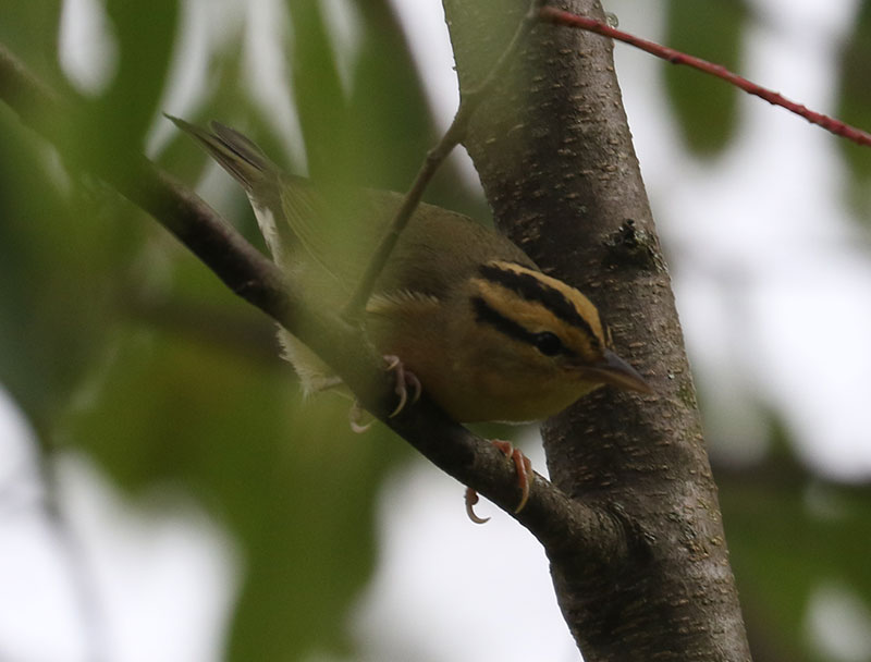 Mystery bird to be identified