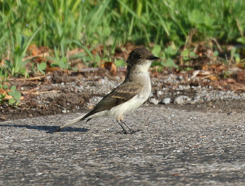 Mystery bird to be identified