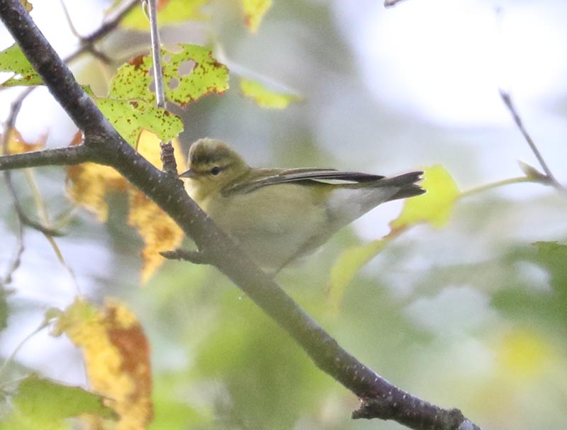 Mystery bird to be identified