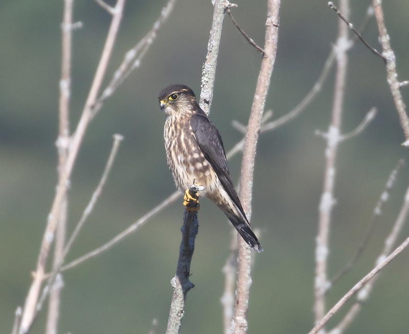 Mystery bird to be identified