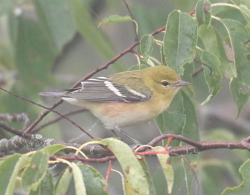 Mystery bird to be identified