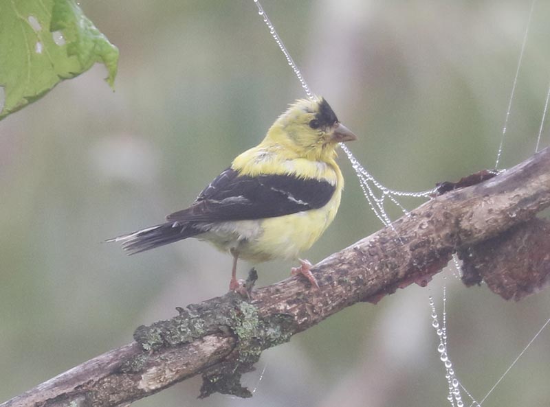 Mystery bird to be identified